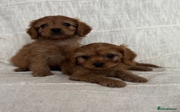 Cavapoo dogs for sale: Toy cavapoos f1  - Image 11