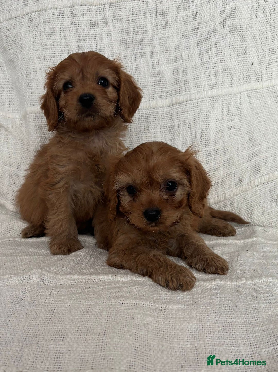 Cavapoo dogs for sale: Toy cavapoos f1  - Image 11