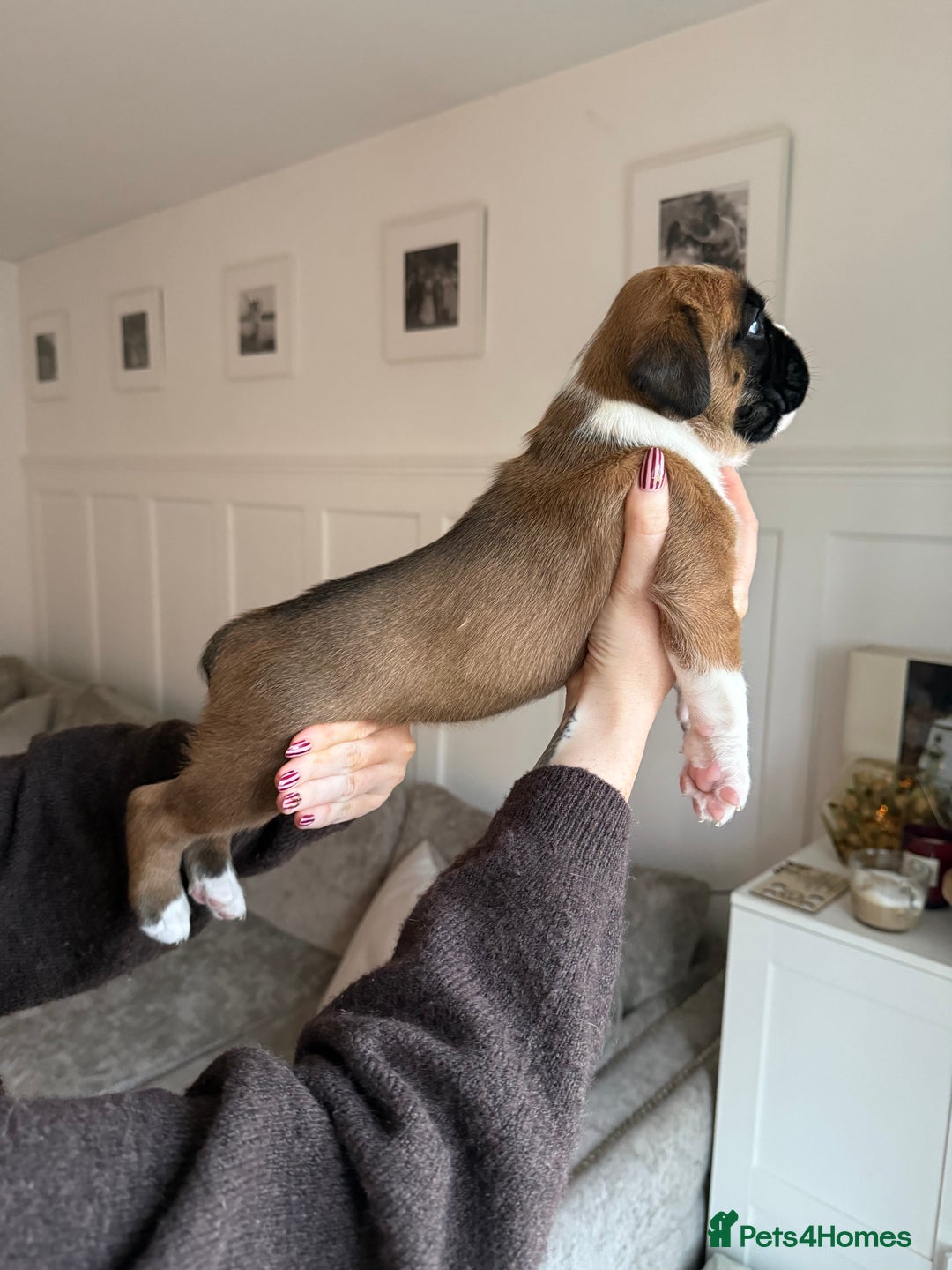 Boxer dogs for sale: 4 CHAMP BLOODLINE CHUNKY BOXER PUPS, bobtail/tail - Advert 17