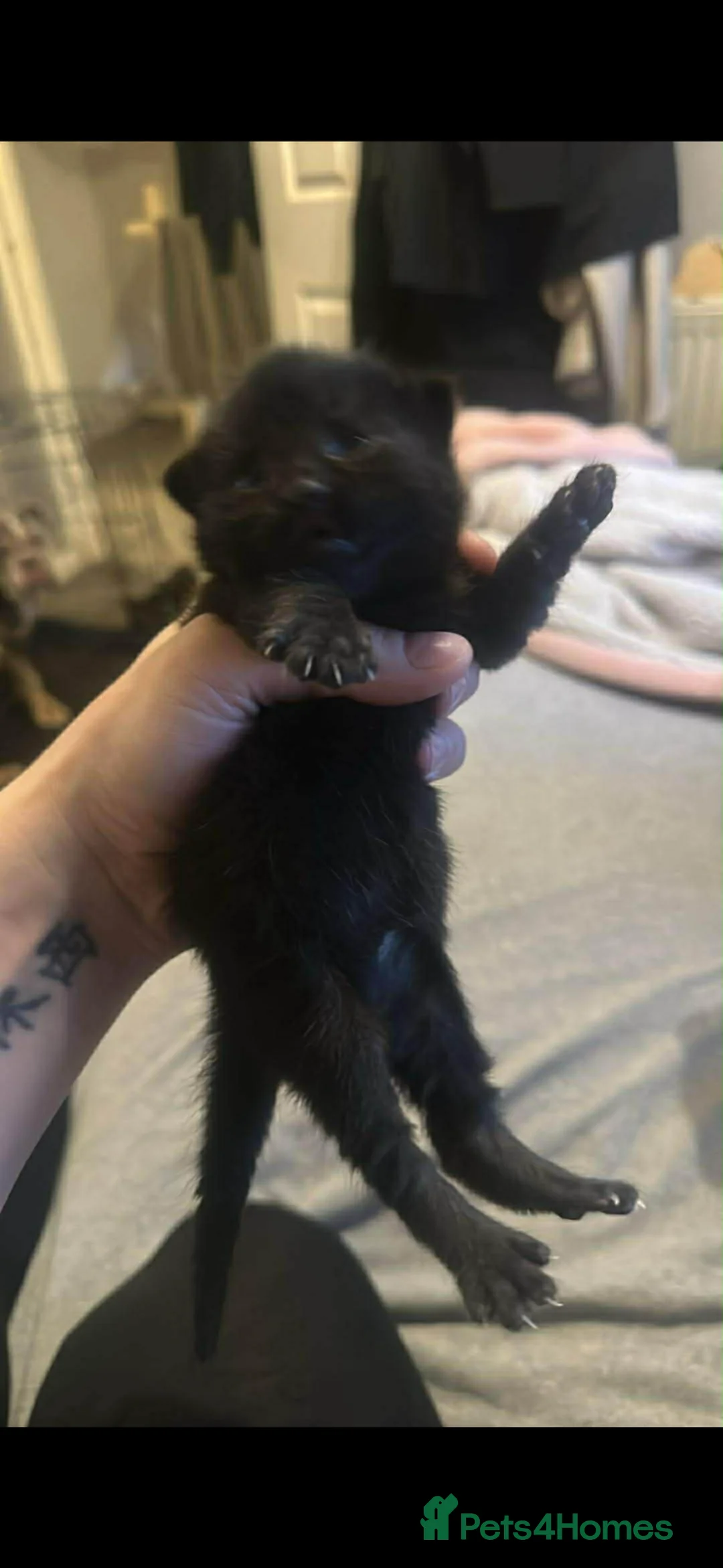 Mixed Breed cats for sale: 2 beautiful male kittens  - Advert 3