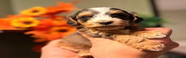 Cockapoo 3