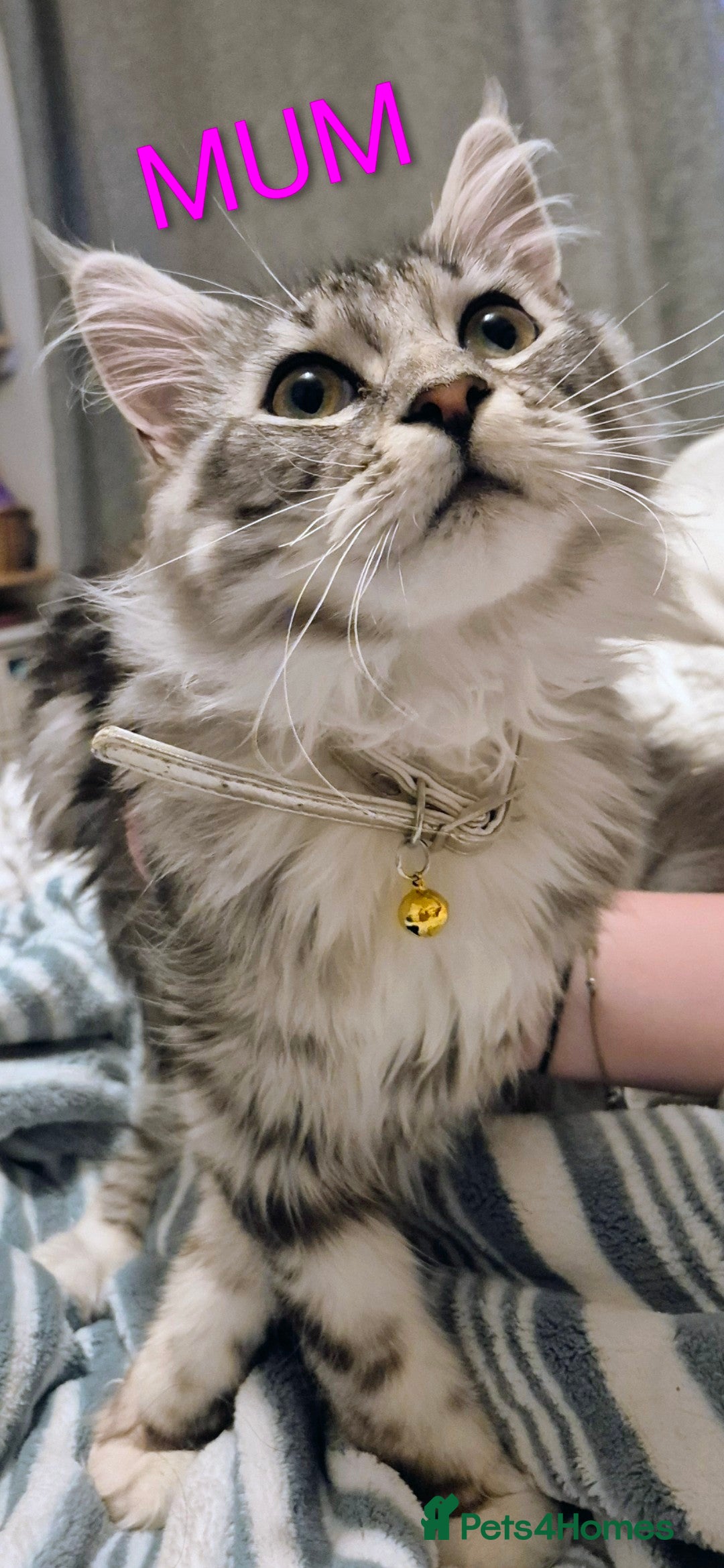 Maine Coon cats for sale: Gorgeous Registered Maine Coon Kittens - Advert 7