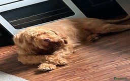 Hungarian Vizsla dogs for sale: Rehoming our beautiful boy Lake - Image 8