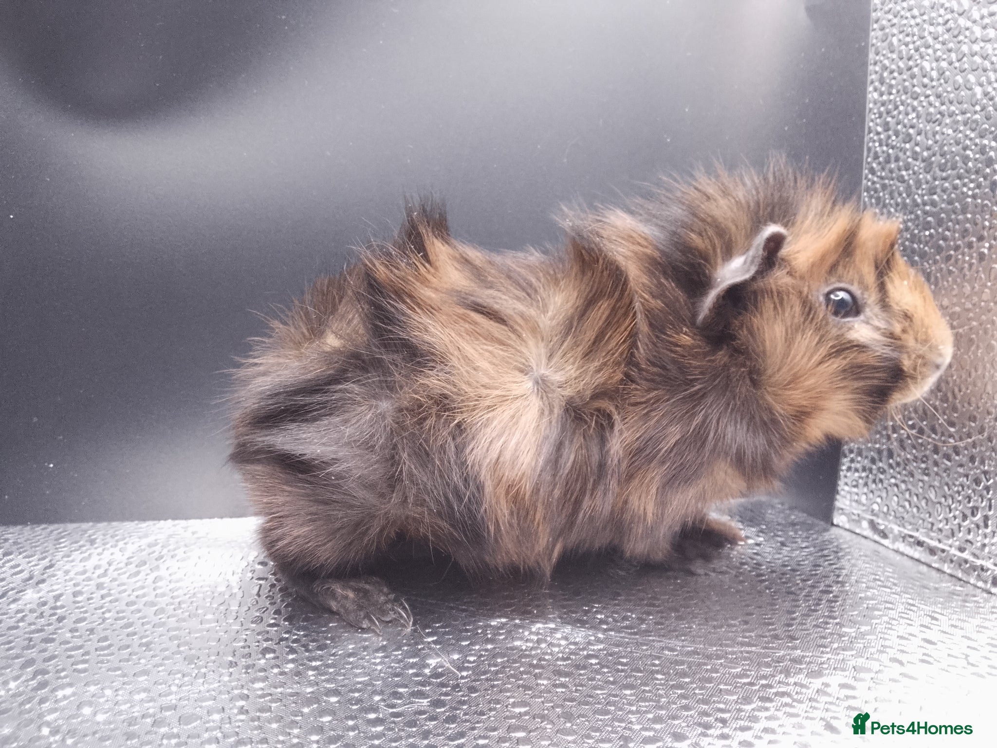 Guinea Pig rodents ABYSSINIAN BOYS - Advert 1