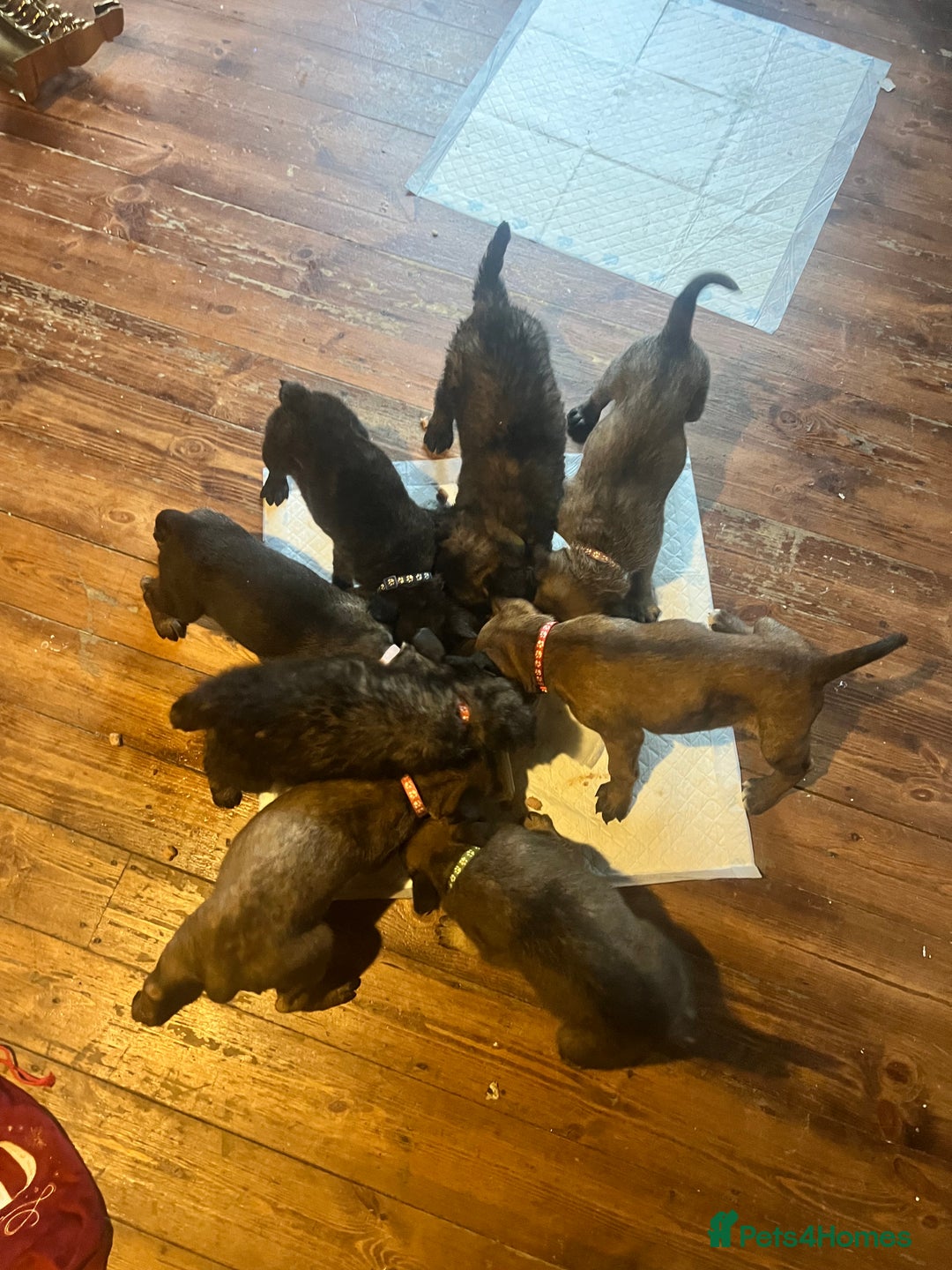 Mixed Breed dogs for sale: Belgium Shepherd mix breed - Advert 7