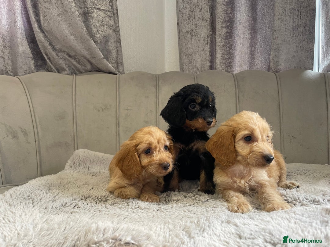 Cockapoo dogs for sale: Beautiful F1 cockapoos ready now  - Image 14
