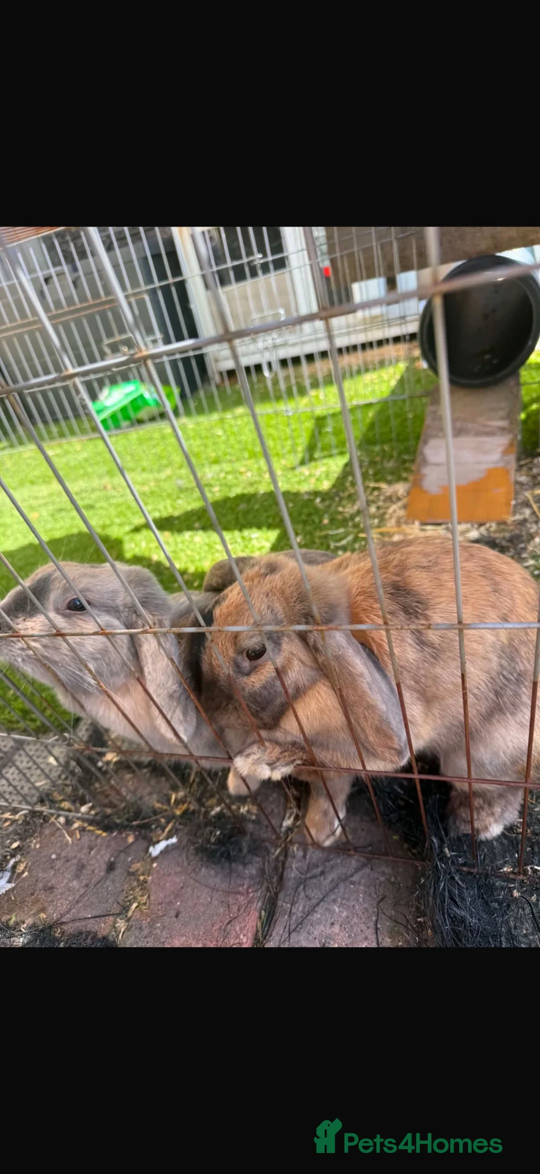 Mini Lop rabbits for sale: Mini lop eared female rabbits  in Alfreton - Advert 1