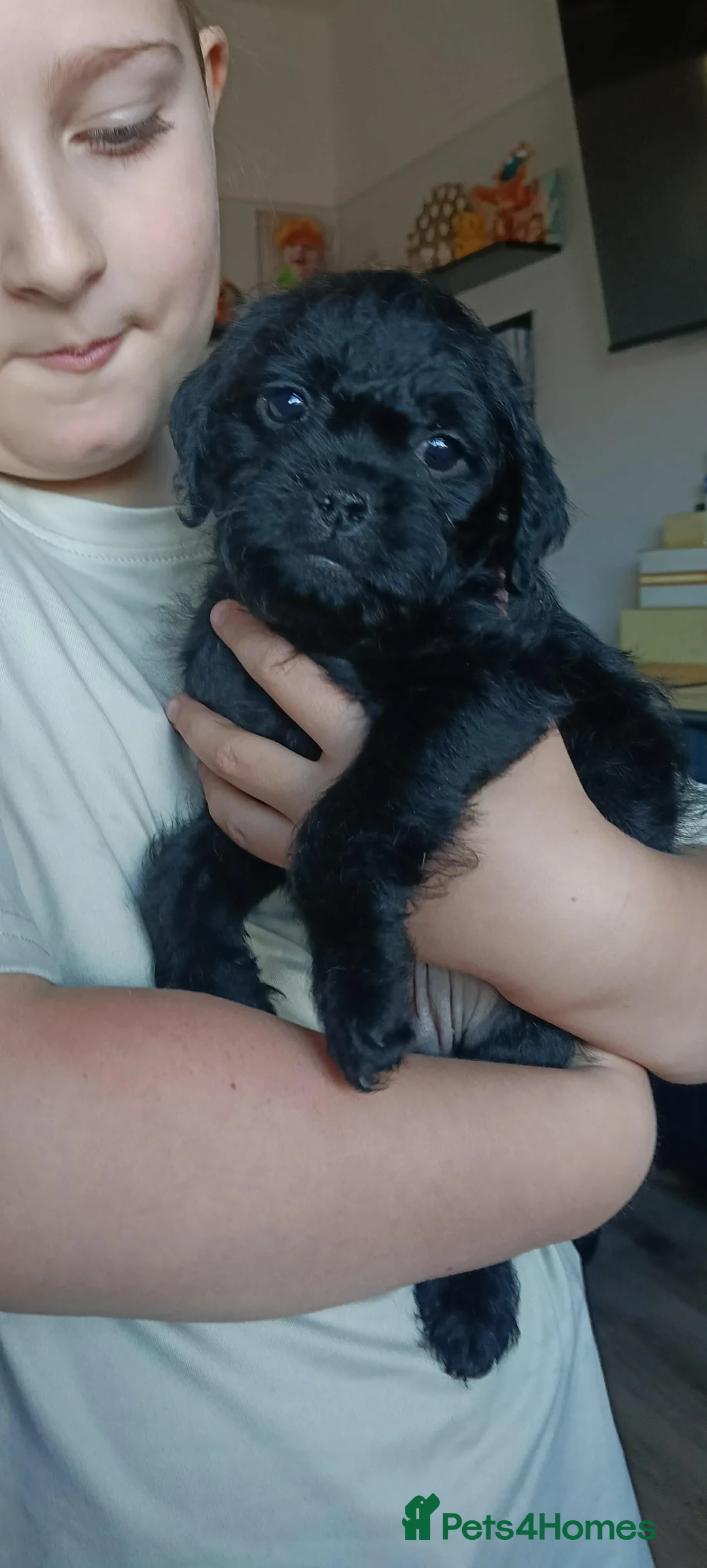 Pugapoo dogs for sale: Beautiful Pugapoo Puppies - Ready 14th May  - Advert 2