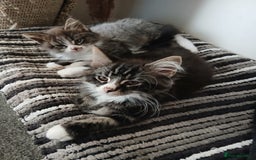 Maine Coon cats for sale: Maine Coon male kitten - Image 6