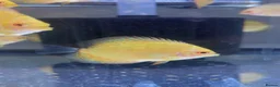 Discus fish for sale: Discus fish juveniles for sale - young and healthy in Birmingham - Advert 2
