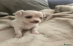 Chihuahua dogs for sale: Beautiful Chihuahua pups - Image 18