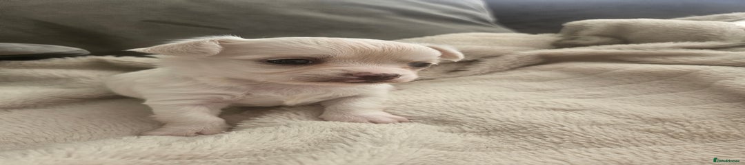 Chihuahua Puppy 3
