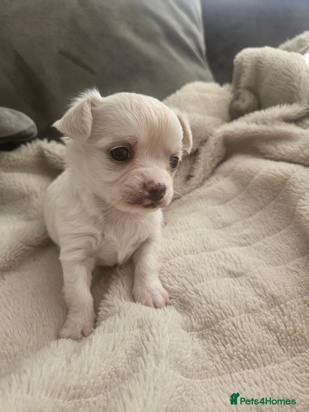 Chihuahua dogs for sale: Beautiful Chihuahua pups - Image 18