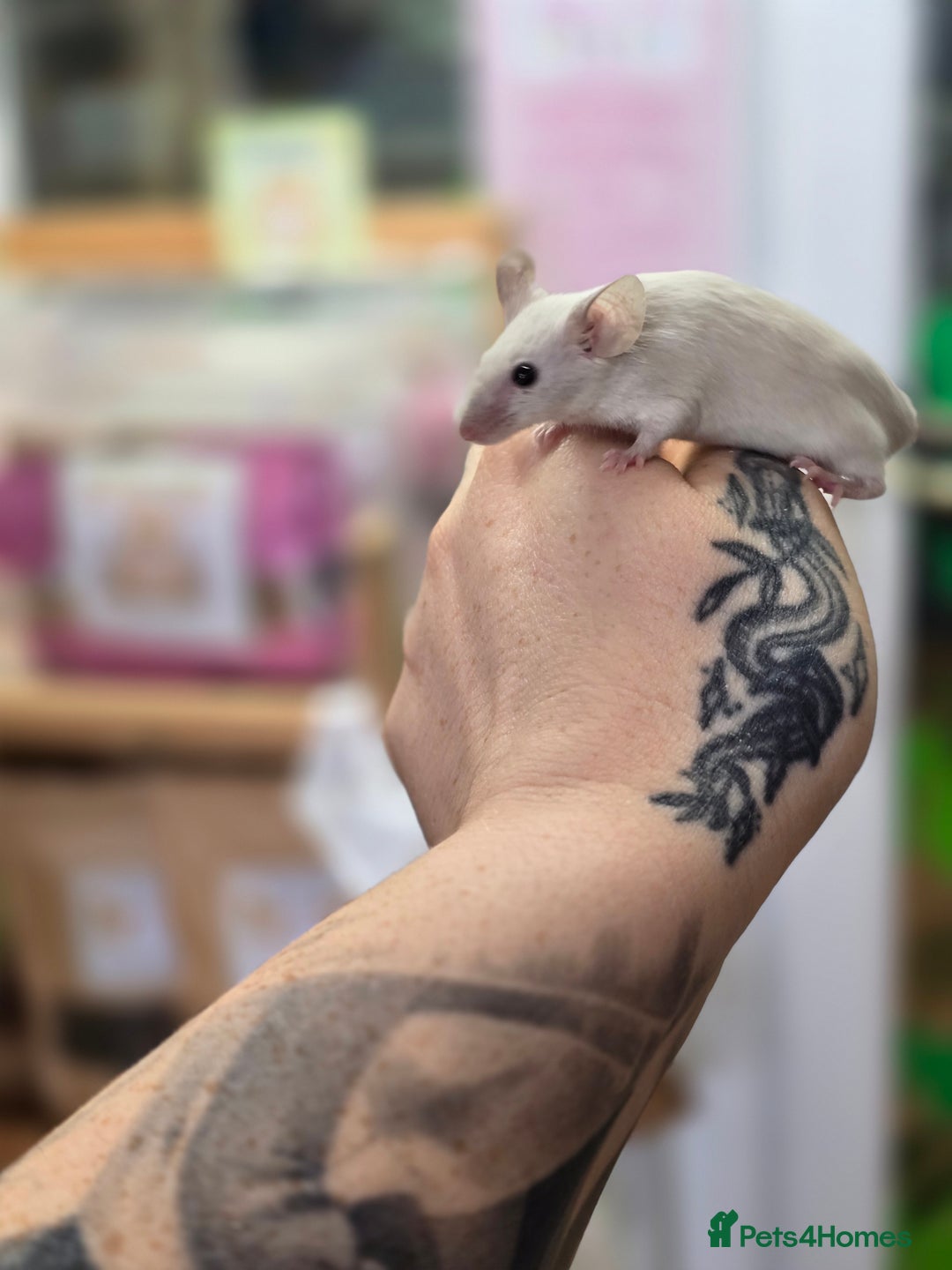 Mouse rodents for sale: Baby female mice available  - Advert 10