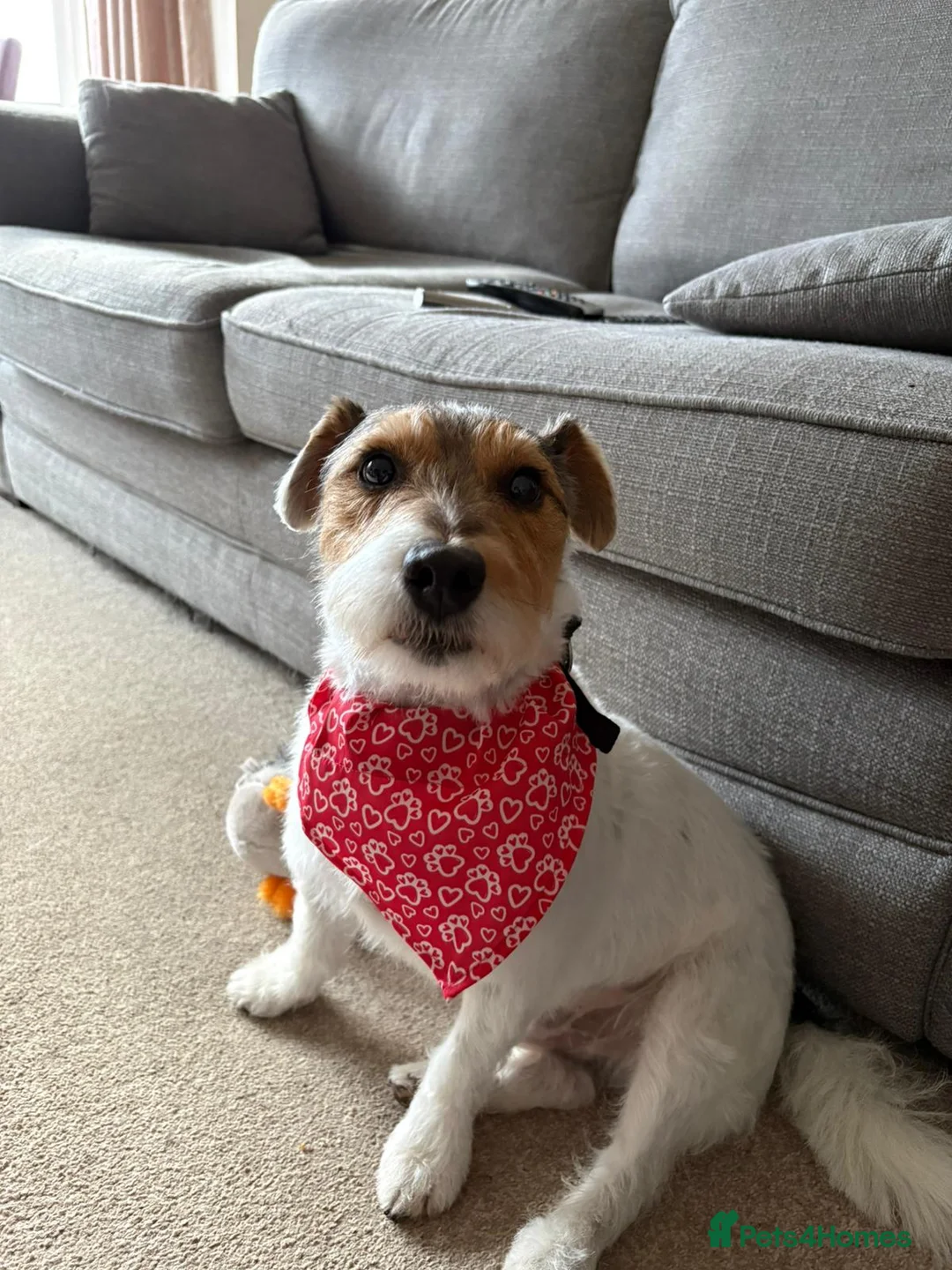 Mixed Breed dogs for sale: Beautiful good natured cross breed - Advert 2