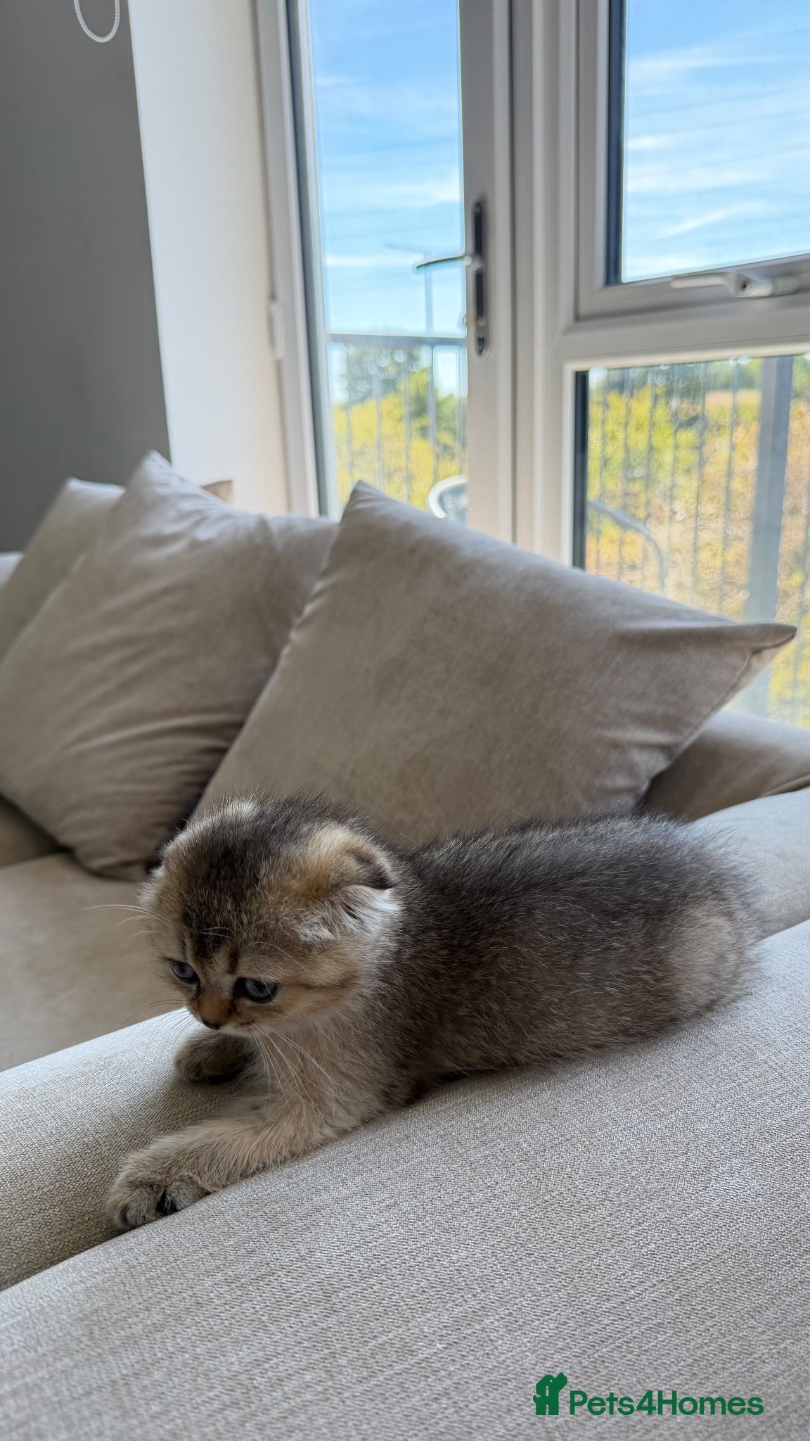 Scottish Fold cats GOLDEN BROWN Scottish Fold TICA verified  - Advert 2