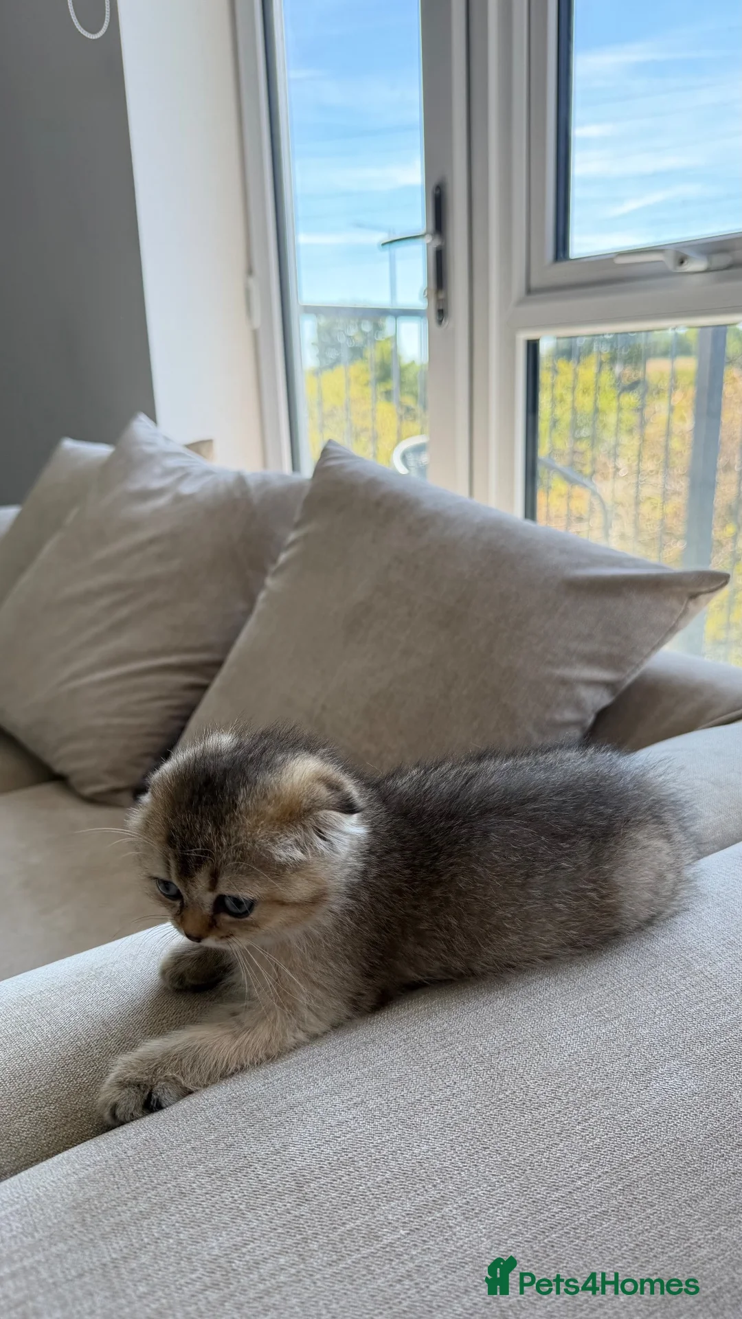 Scottish Fold cats for sale: GOLDEN BROWN Scottish Fold TICA verified  - Advert 2