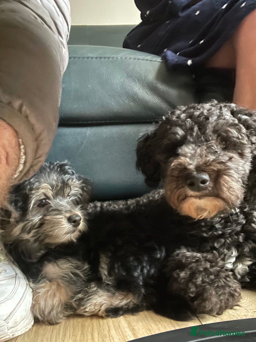 Mixed Breed dogs for sale: Adorable Morkie Poo puppies - Advert 18