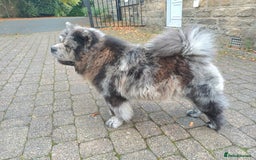 Chow Chow dogs for stud: MEARL  Champion bloodline CHOW CHOW - Image 3