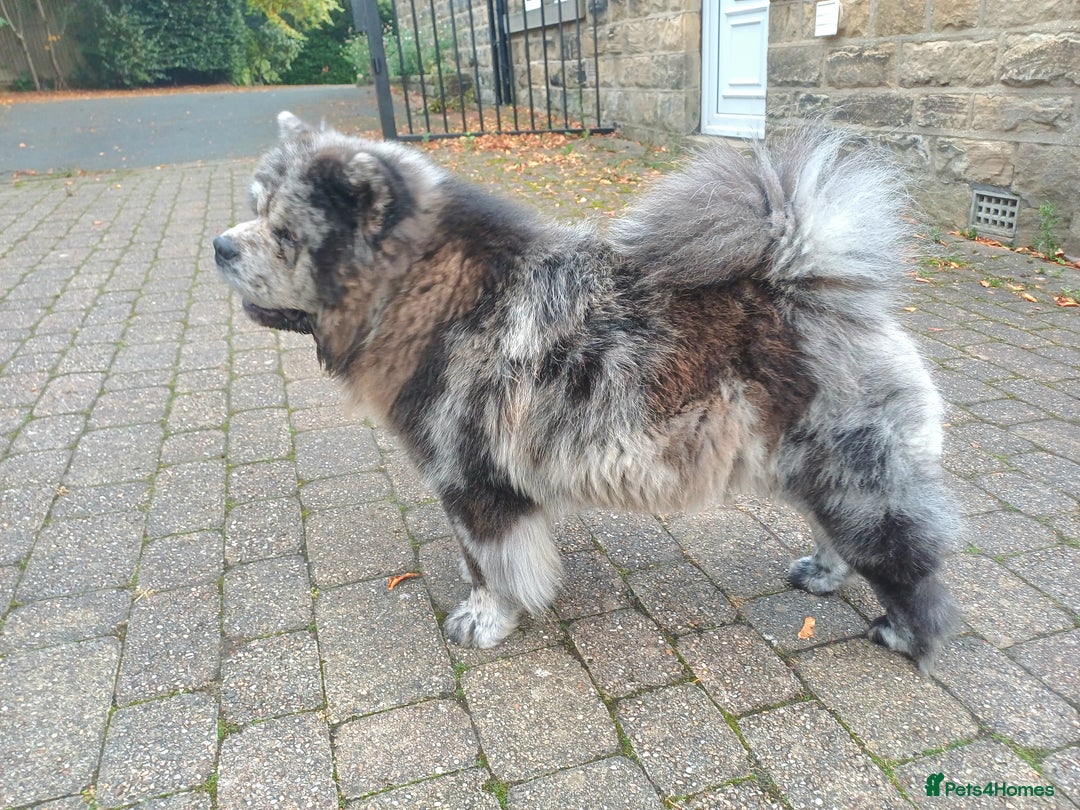 Chow Chow dogs for stud: MEARL  Champion bloodline CHOW CHOW - Image 3
