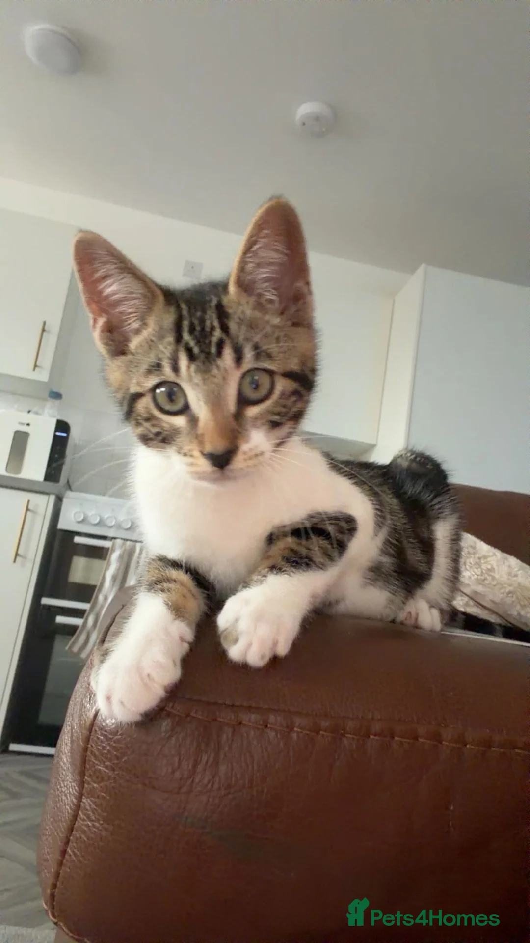 Bengal cats for sale: mixed bengal - Advert 2