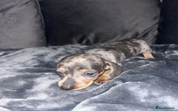 Dachshund dogs for sale: KC miniature dachshunds  in Middlesbrough - Image 11