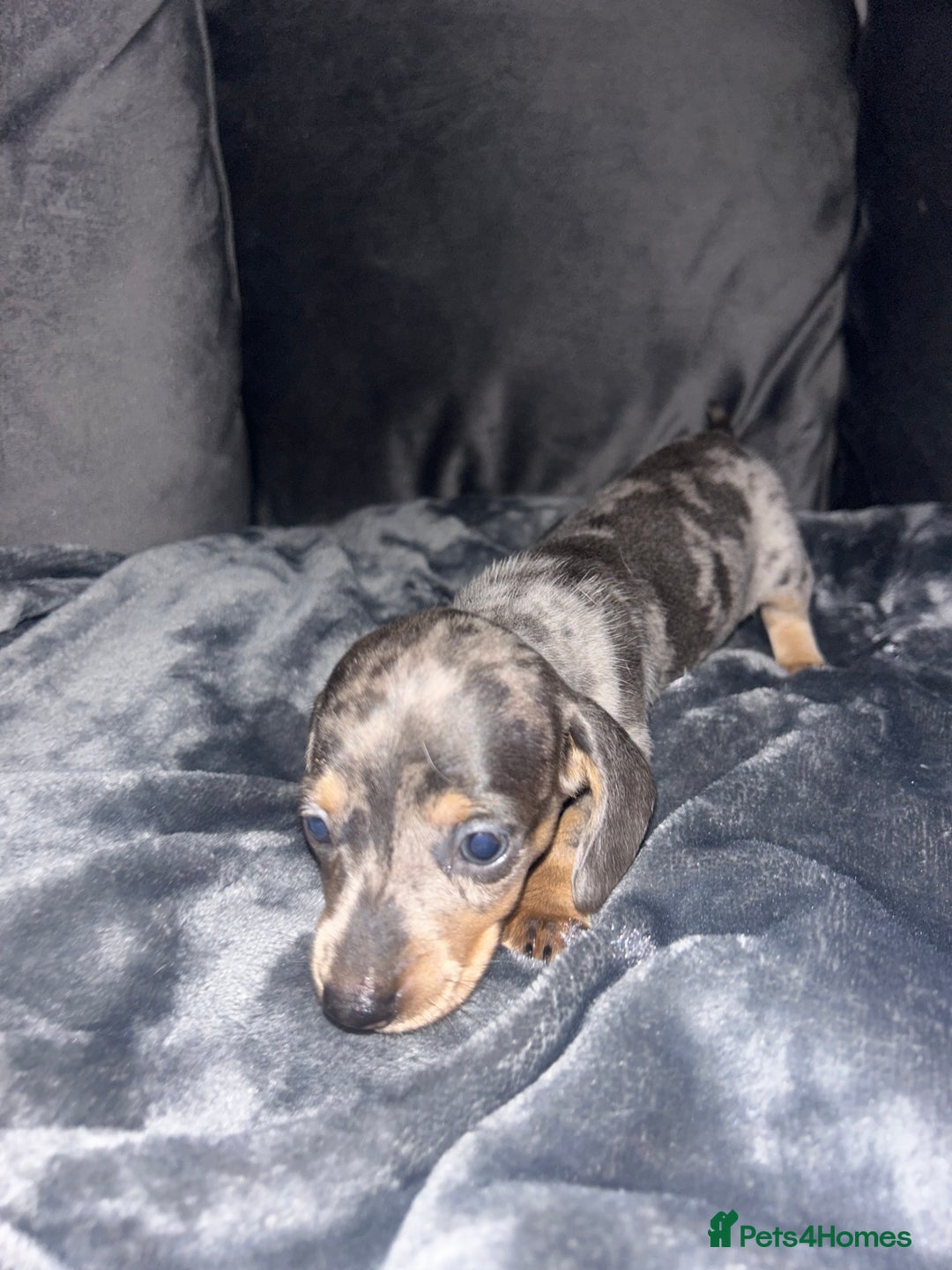 Dachshund dogs for sale: KC miniature dachshunds  in Middlesbrough - Image 11
