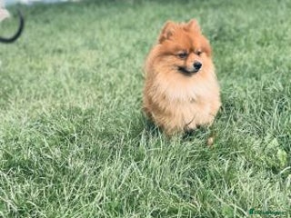 Pomeranian dogs Brilliant pomeranian - Advert 1