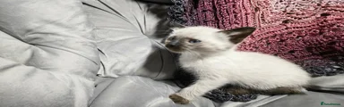 Siamese cat 2