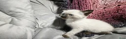 Mixed Breed cats for sale: Wonderful blue-eyed little ones. - Advert 8