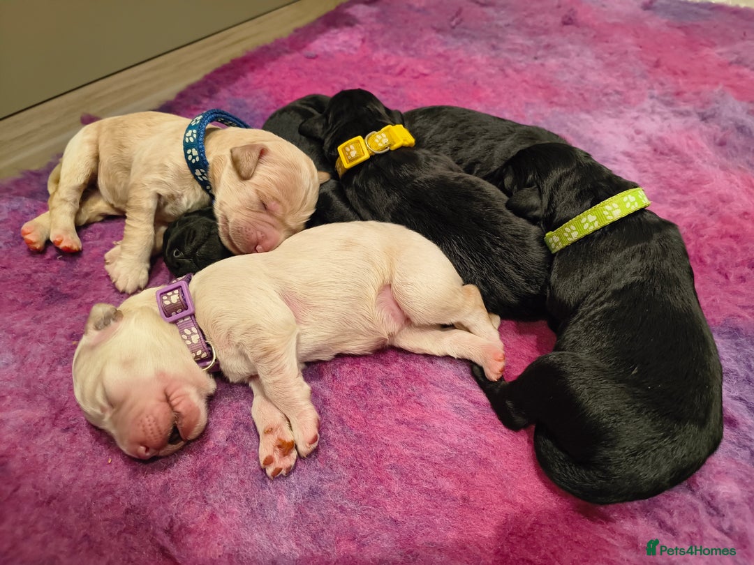 Labradoodle dogs for sale: Australian Labradoodle Puppies - Advert 3