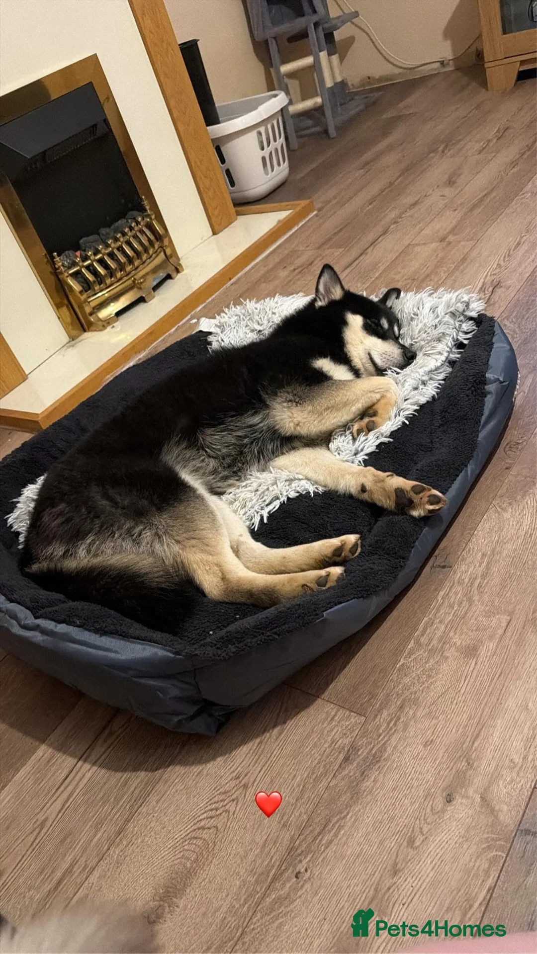 Pomsky dogs for sale: Pomsky for sale - Advert 1