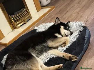 Pomsky dogs Pomsky for sale - Advert 1