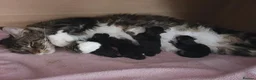 Maine Coon cats for sale: 🌟TICA🌟 pure breed maine coons - Advert 15