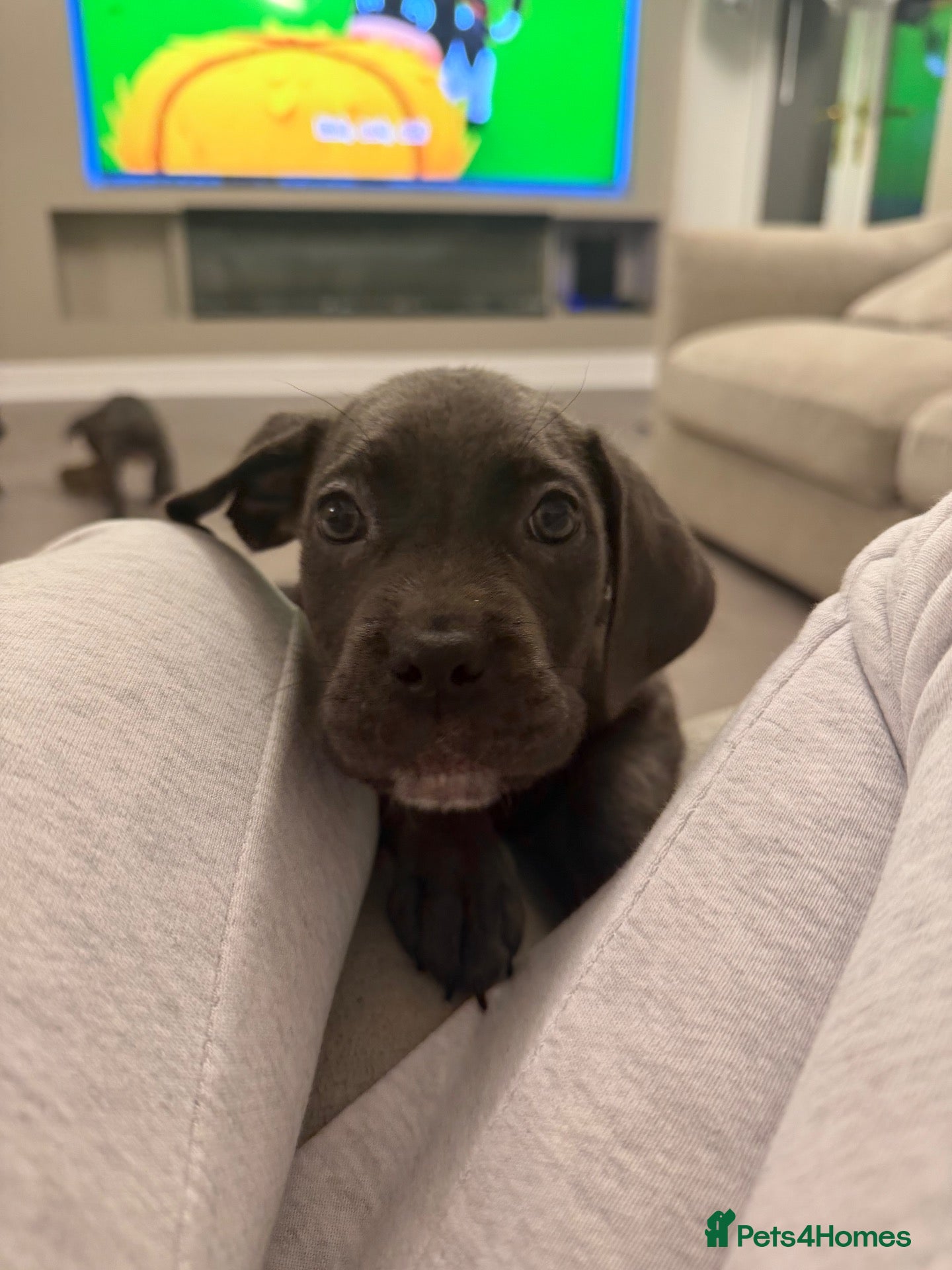 Cane Corso dogs 5* cane corsos for sale !!  - Advert 1