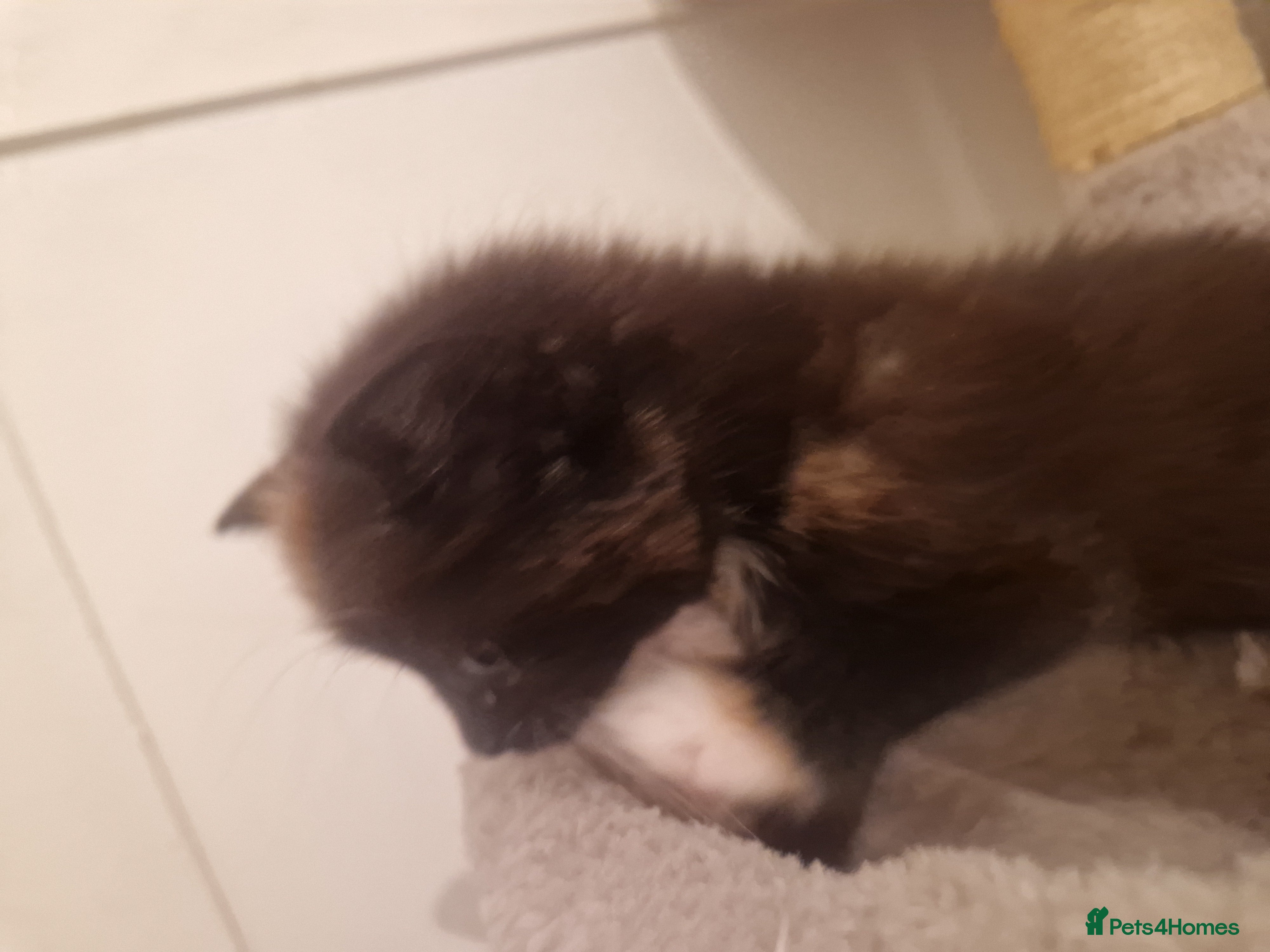 Mixed Breed cats Mixed Breed - Advert 1