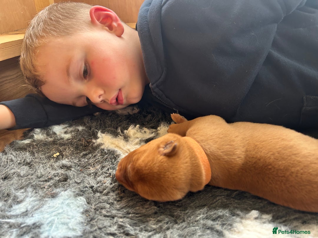 Labrador Retriever dogs for sale: KC Fox Red Labrador puppies - Image 6