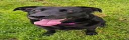 Sheprador dogs for sale: Female Sheprador  - Advert 2