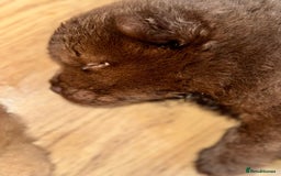 Chow Chow dogs for sale: Stunning CHOW CHOW rare colours 🌪️🍫 KC ✅ 🏆🩸  - Image 4