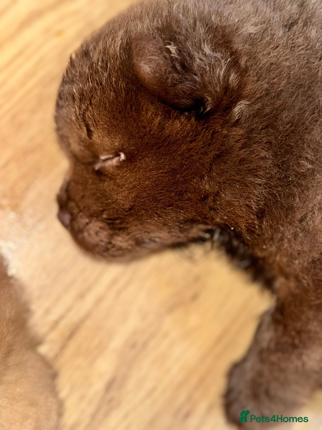 Chow Chow dogs for sale: Stunning CHOW CHOW rare colours 🌪️🍫 KC ✅ 🏆🩸  - Image 4