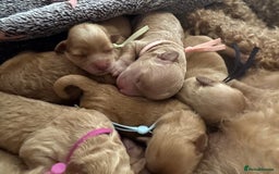Mixed Breed dogs for sale: 💕 Gorgeous Cavapoochon Puppies 💕  - Image 13