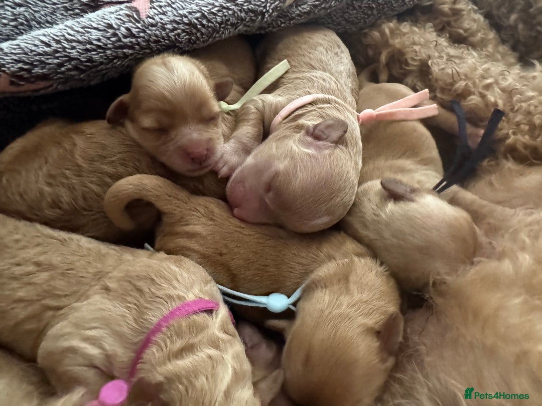 Mixed Breed dogs for sale: 💕 Gorgeous Cavapoochon Puppies 💕  - Image 13