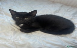 British Longhair cats for sale: Ragdoll x British Long Hair  - Image 17