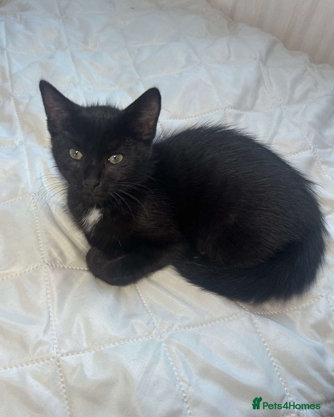 British Longhair cats for sale: Ragdoll x British Long Hair  - Image 17