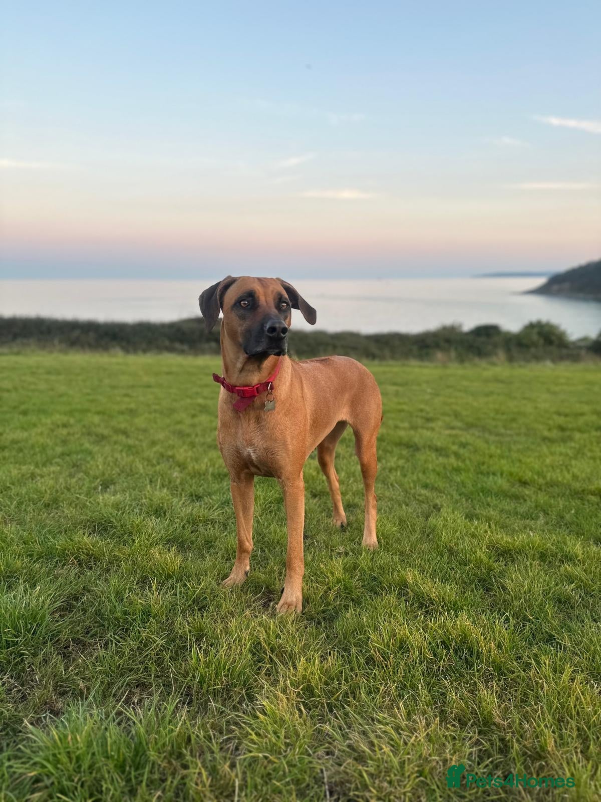 Rhodesian Ridgeback dogs for sale: Stunning KC Registered Rhodesian Ridgeback Puppies - Advert 6