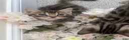 Bengal cats for sale:  Stunning Bengal kittens - Advert 4