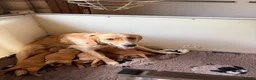 Mixed Breed dogs for sale: Magnificent blonde wolf dog puppies golden sarloos - Advert 21