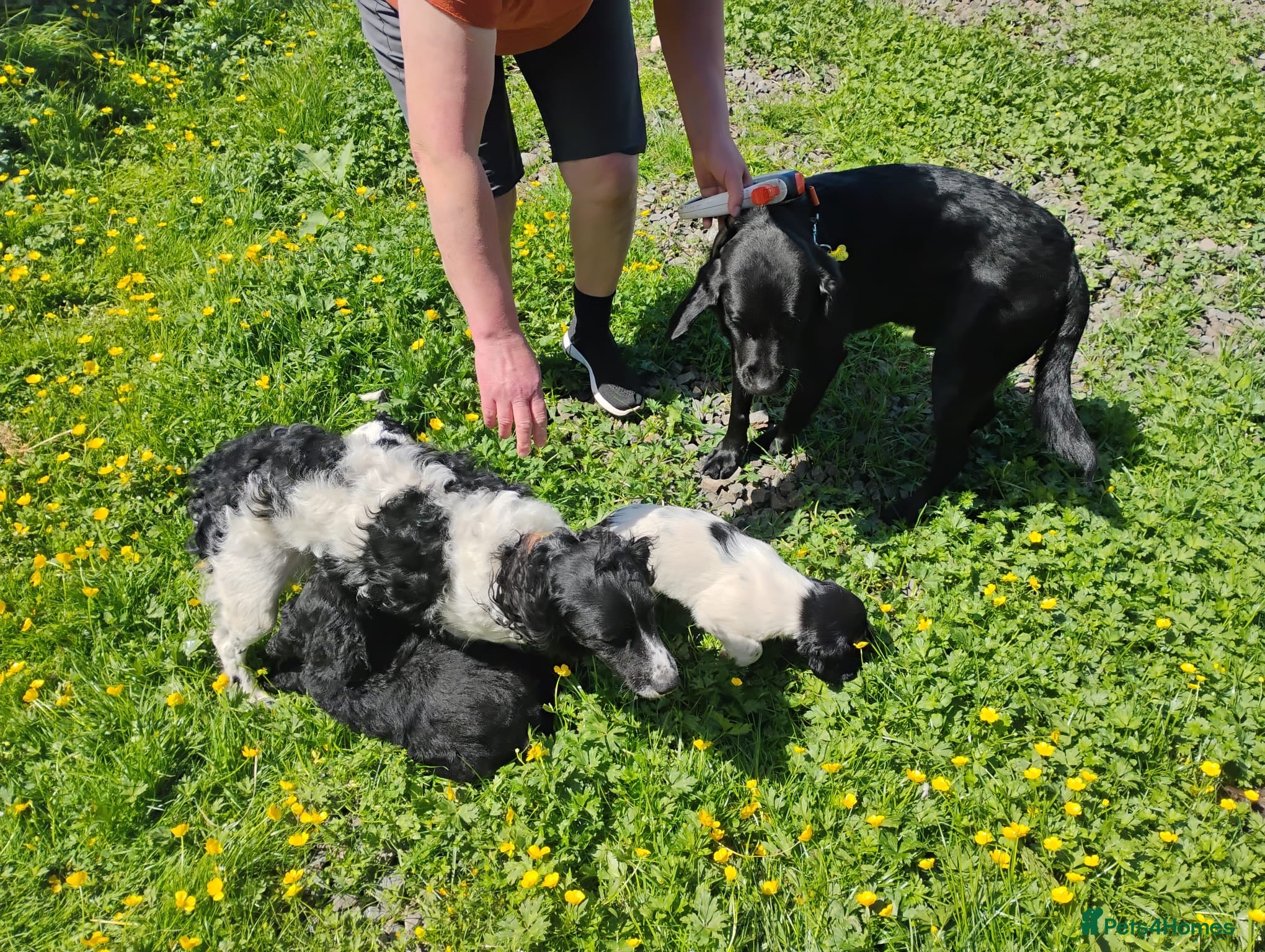 Springador dogs Beautiful springadors, 6 boys 2 girls. 3 left - Advert 2