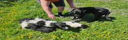 Springador dogs for sale: Beautiful springadors, 6 boys 2 girls. 2 left - Advert 2