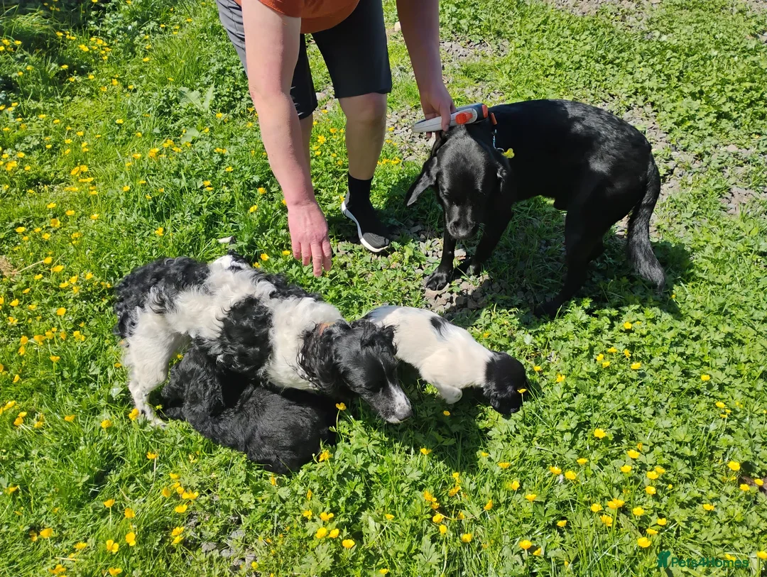 Springador dogs for sale: Beautiful springadors, 6 boys 2 girls. 2 left - Advert 2